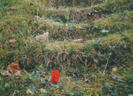 Krzysztof Alexandrowicz "Rose longing", 2000